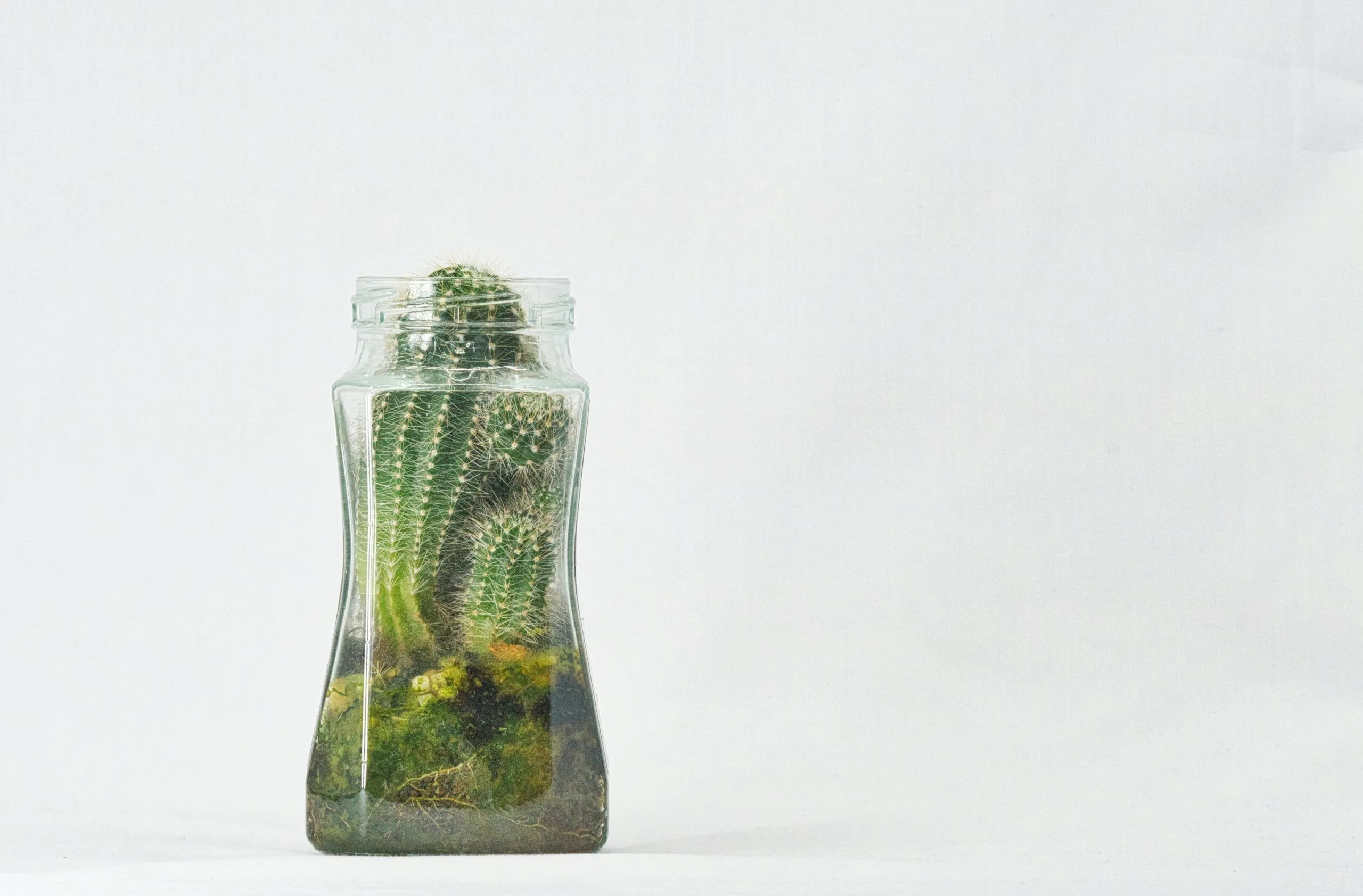 green cactus plant