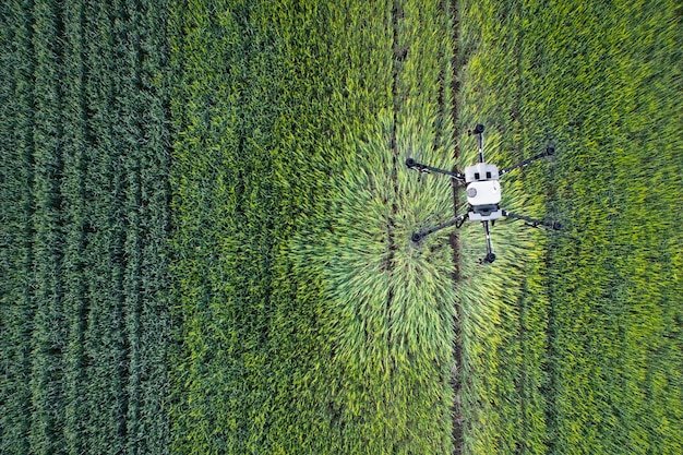 Agriculture drone flying over field and spraying crops with herbicide