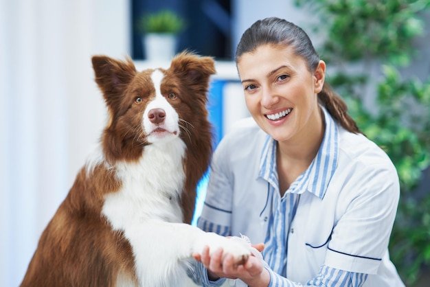 Brown Border Collie dog during visit in vet High quality photo