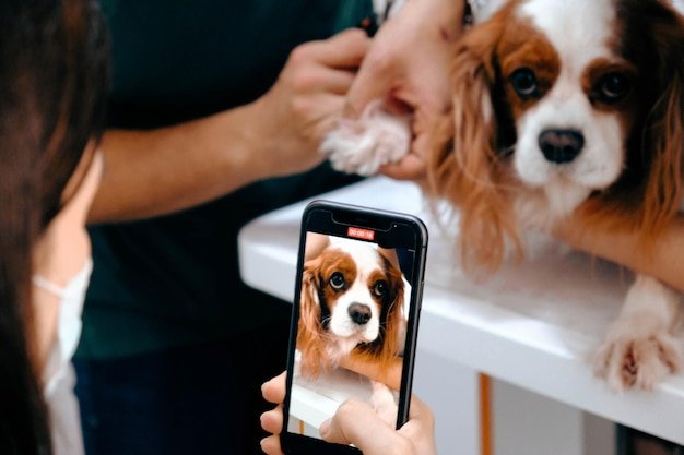 cute sick dog waiting for the vet