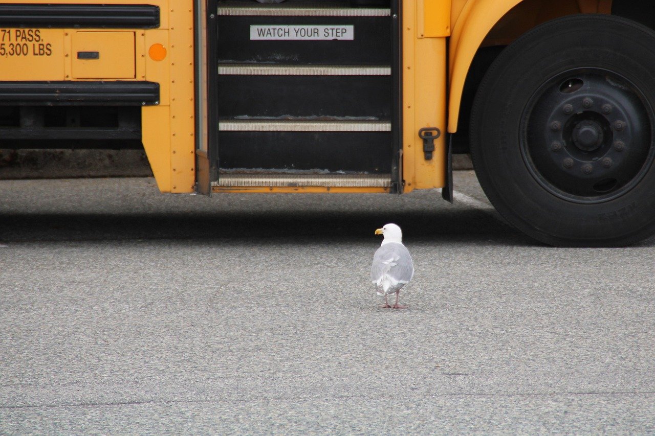 gull, school bus, enter, school, ride, canada, to travel, vehicle, transport, security, speed, asphalt, road trip, travel companion, children, migratory bird, bus driver, flying, wing, get out, ways, bus, driver, quickly, profession, school bus, school bus, school bus, school bus, school bus, bus driver, bus, bus