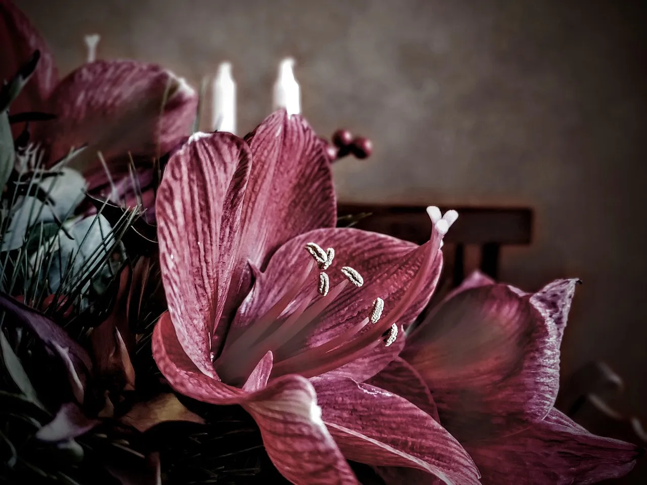 flower, red, beautiful flowers, flower wallpaper, purple, petals, flower background, nature, living room, table, bank, interior design, winter, amaryllis, romance