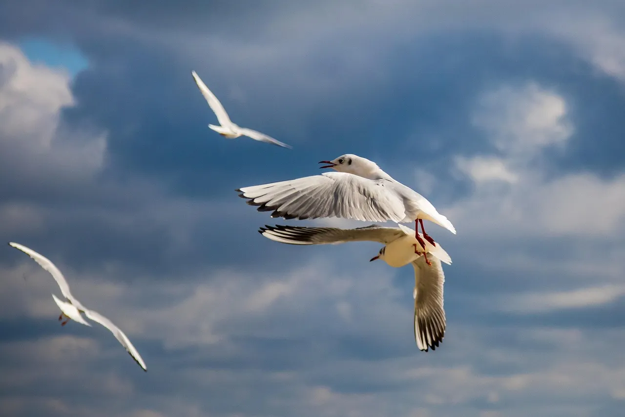 seagull, bird, sky, varna, bulgaria, nature, sea, beach, flying, seagull, seagull, seagull, bulgaria, bulgaria, bulgaria, bulgaria, bulgaria, sea, sea, beach, beach, beach