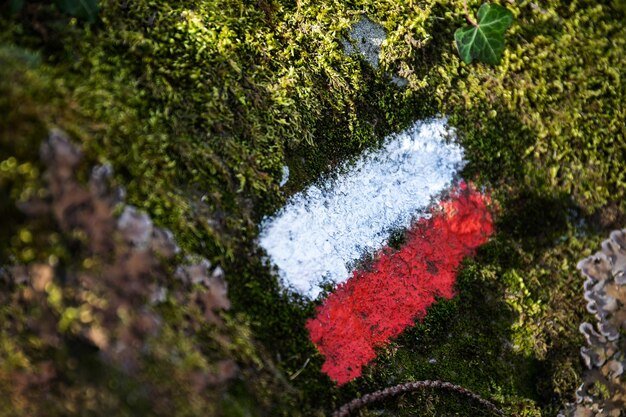 High angle view of red and moss on rock