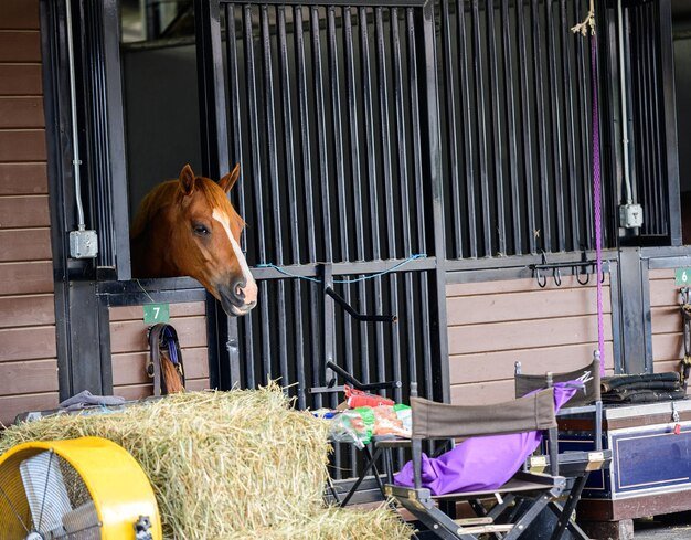 Horse in stable