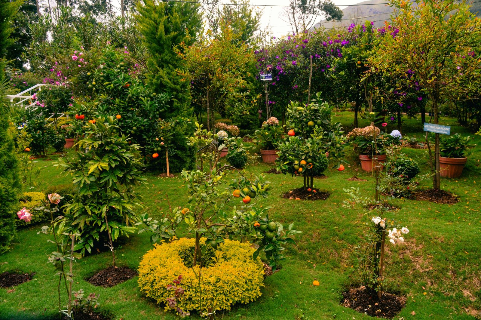 A garden filled with lots of different types of flowers