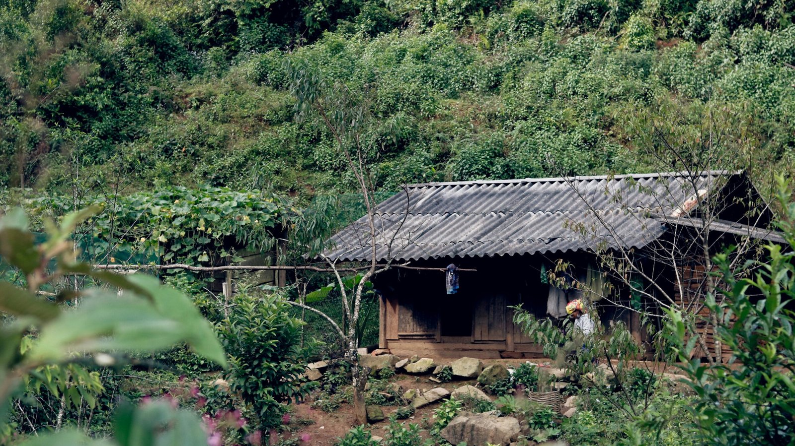 a small hut in the middle of a jungle