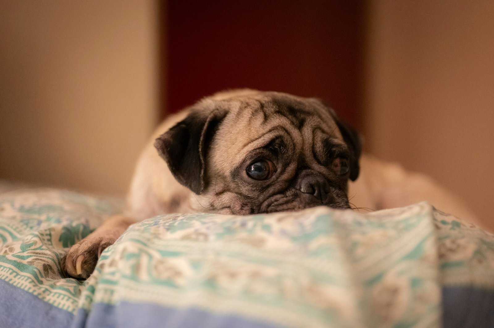 A pug puppy rests its head on a patterned blanket.