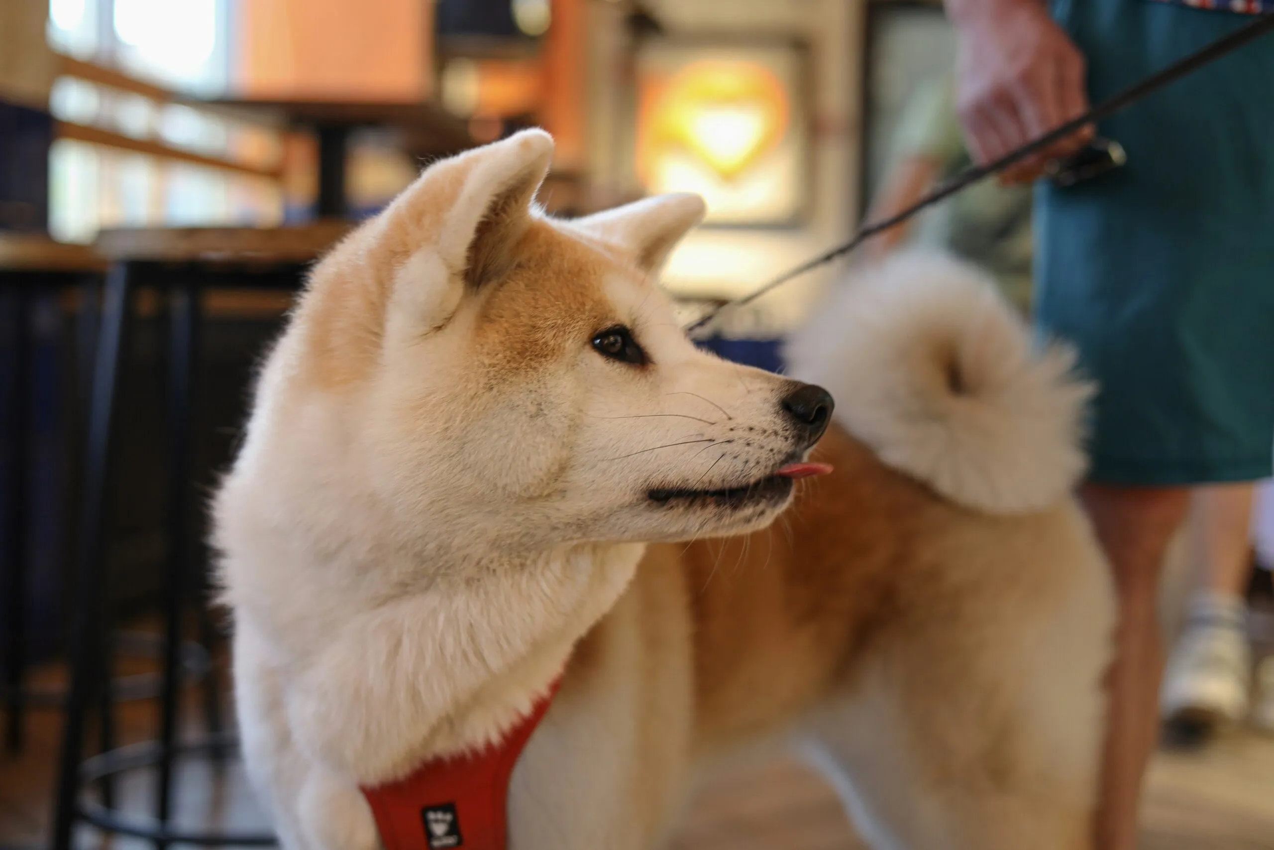 A dog that is standing on a leash