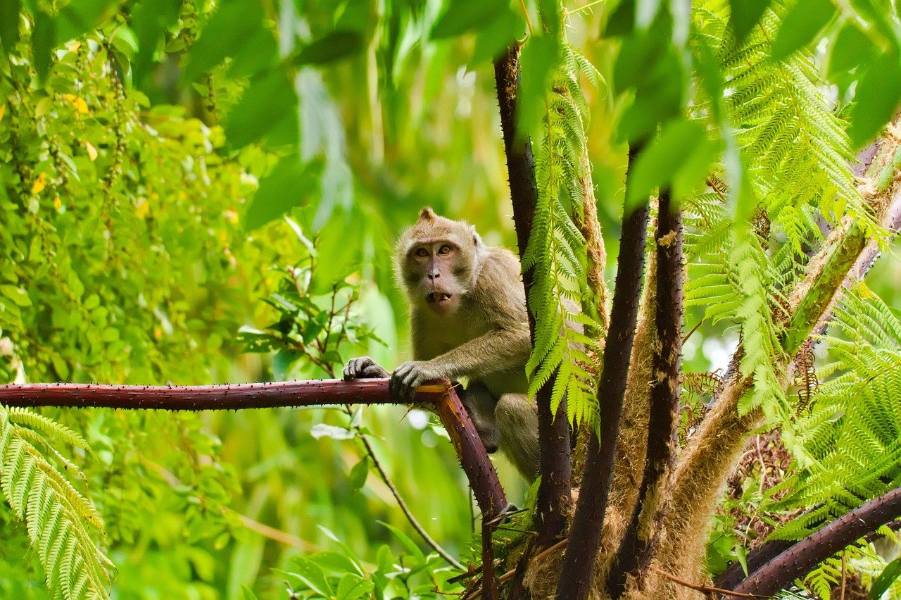 monkey, nature, ape, gorilla, mammal, animal, primate, chimpanzee, zoo, orangutan, jungle, wildlife, cute, wild, fur, portrait, family, gibbon, money, face, travel, vacations, landscape, baby, green money, green travel