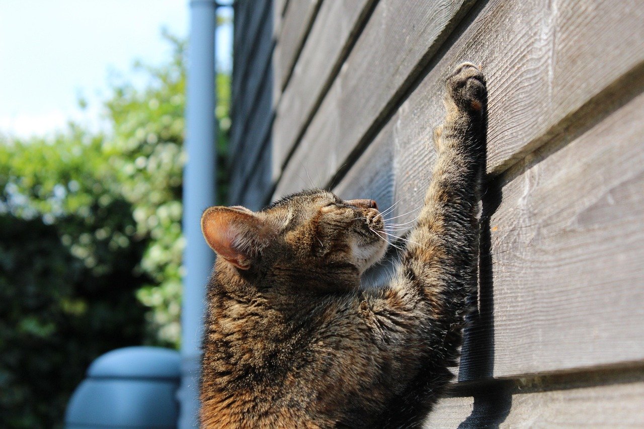 cat, scratching, sun, pet, scratch, paw, feline, animal, nature, claws