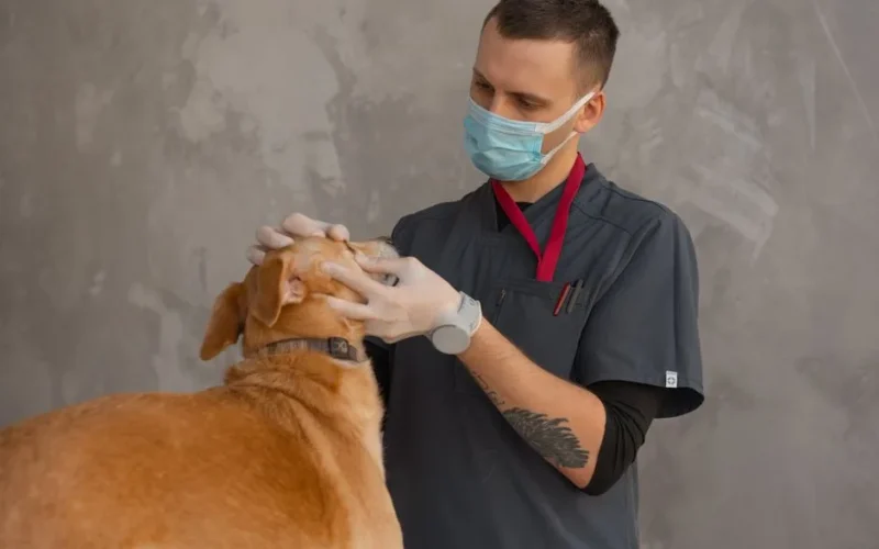 A professional veterinarian in mask examines a dog indoors during a checkup.